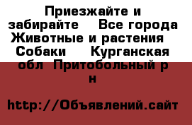 Приезжайте и забирайте. - Все города Животные и растения » Собаки   . Курганская обл.,Притобольный р-н